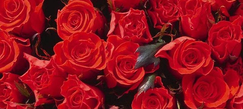 解读玫瑰花语（探究玫瑰花语的花色和数量，教你用花传达情感）