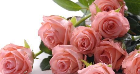 解读玫瑰花语（探究玫瑰花语的花色和数量，教你用花传达情感）