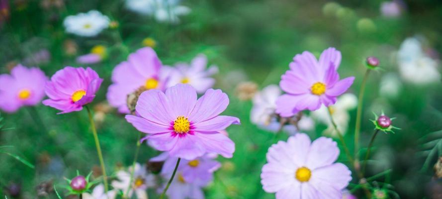 格桑花的花语与寓意（揭秘藏区“国花”的多重象征）