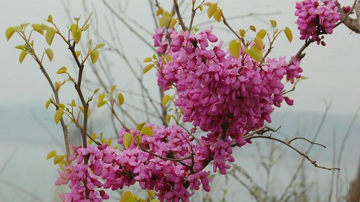 紫堇花花语大揭秘（探究紫堇花的花语及寓意）