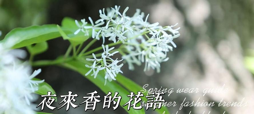 夜来香的花语（探寻夜来香花语的真谛）