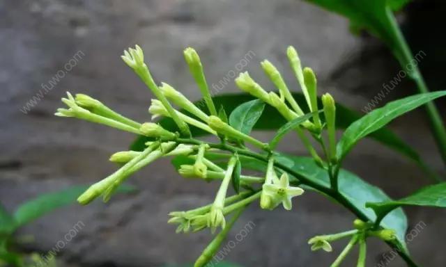 夜来香的花语（探寻夜来香花语的真谛）