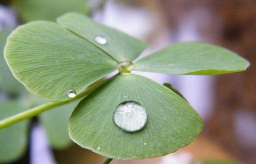 四叶草的花语（揭秘四叶草的神秘花语及其象征意义）