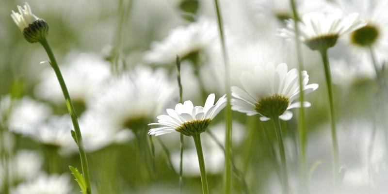 白菊花的寓意（探究白菊花的文化内涵）