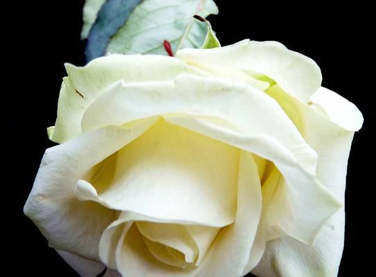 白色玫瑰花花语（探寻白色玫瑰花的神秘之美）