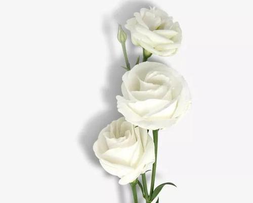 白色玫瑰花花语（探寻白色玫瑰花的神秘之美）