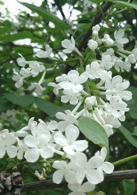 丁香花语，传递爱与美好（丁香花语的含义及象征意义）