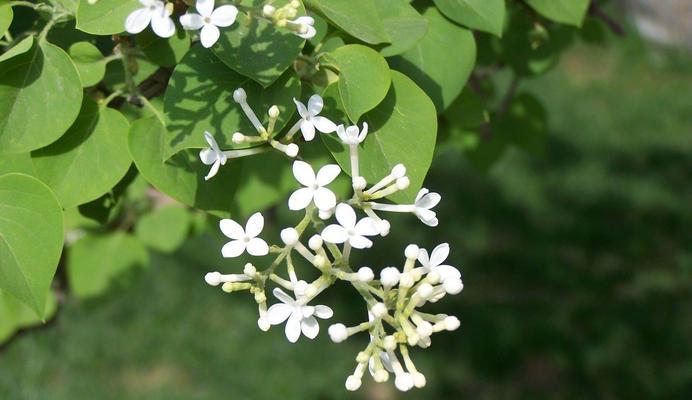 丁香花语，传递爱与美好（丁香花语的含义及象征意义）