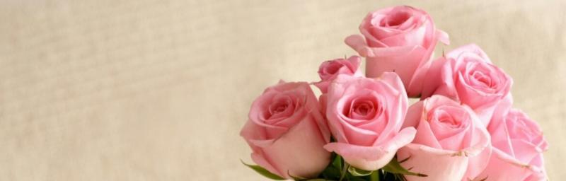 寓意浪漫，8朵粉玫瑰花语剖析（婉约动人，情感真挚，粉玫瑰传递的8个情感寓意）