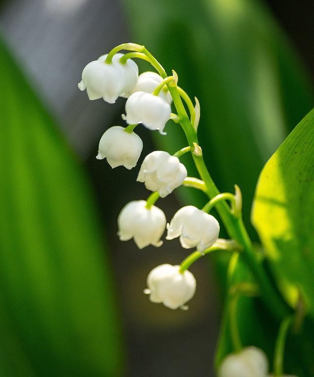 铃兰花的花语（探秘铃兰花的花语及其寓意）