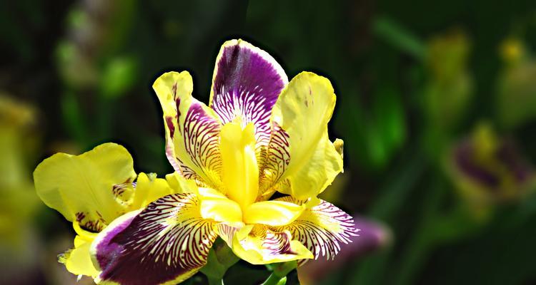 尾花鸢尾——浪漫与祝福的代表（花语、特点及文化内涵）