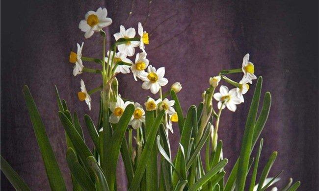 揭秘水仙花的真正花语（探究水仙花传递的深层意义，了解水仙花的花语之源）