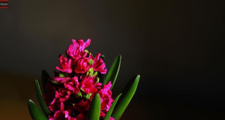 粉红色风信子的花语（传达爱和温柔的花语，了解粉红色风信子的花语含义与传说）