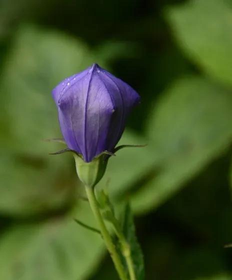 解读桔梗花的花语（意蕴深刻，让你惊艳的花卉之王）