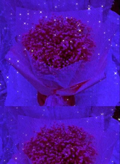 紫色满天星的花语（解读花语，品味生活之美）