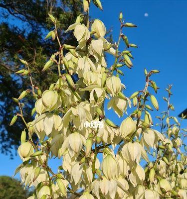 凤尾兰的花语（神秘、高贵、优雅的代表——凤尾兰）