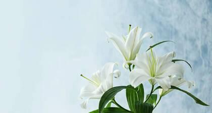 白色百合的花语（探寻白色百合花在不同文化背景中的象征意义）