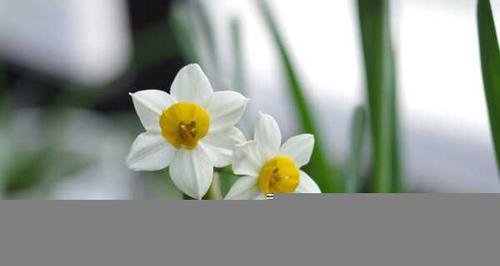 纯白水仙花的花语（表达清新和纯洁——花语解读与赏析）