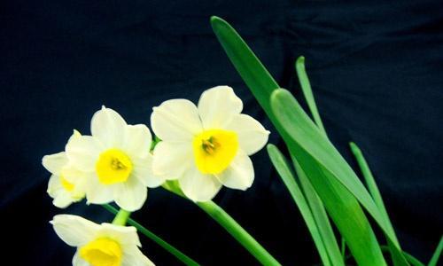 纯白水仙花的花语（表达清新和纯洁——花语解读与赏析）