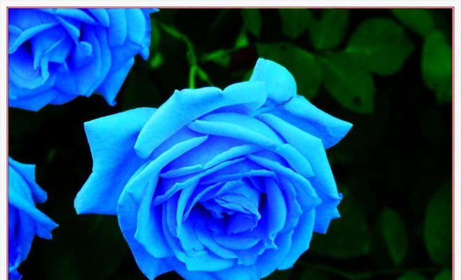 蓝色玫瑰花的花语（探寻蓝色玫瑰花的神秘花语）