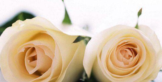 玫瑰花语的意义与传说（探索玫瑰花各色花语的含义，从传说中了解这些浪漫的花朵）
