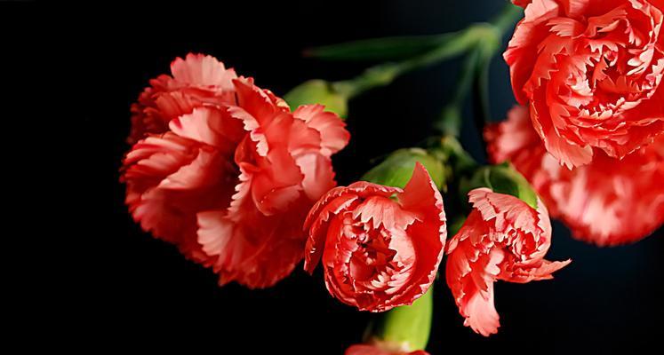 康乃馨——爱情的象征（寓意深刻，芬芳动人，诠释爱情与生命的美妙）
