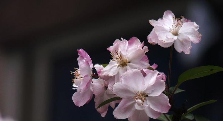 海棠花的花语与寓意（探究海棠花的含义与象征）