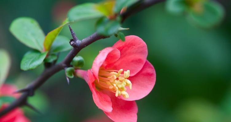 海棠花的花语与寓意（探究海棠花的含义与象征）