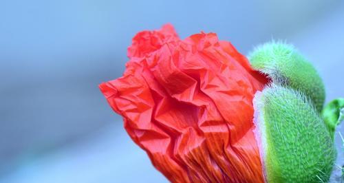 罂粟花的花语（揭开不同品种罂粟花的奥秘）