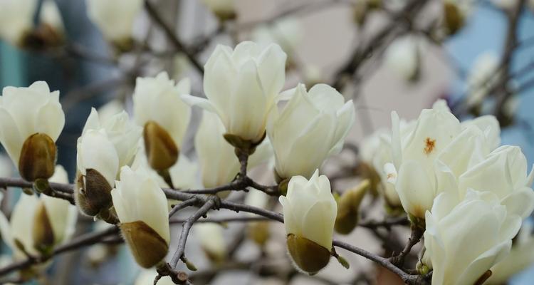 玉兰花语的象征意义（探究玉兰的美丽寓意）