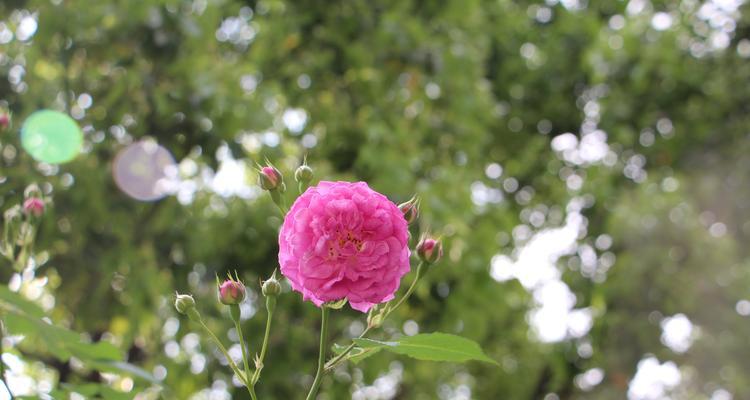 蔷薇花的花语与寓意（探究蔷薇花所代表的含义，了解其传承至今的文化底蕴）