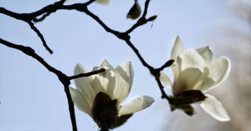 白玉兰花语大揭秘（探究白玉兰的寓意和象征意义，让你更懂得这朵优雅的花）