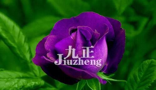 解读紫玫瑰花语（紫色代表什么？紫玫瑰在不同场合的寓意）