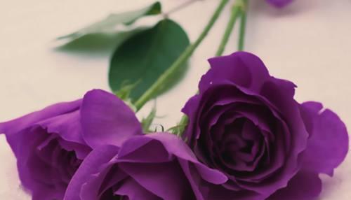解读紫玫瑰花语（紫色代表什么？紫玫瑰在不同场合的寓意）