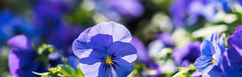 白色紫罗兰花语，寓意深远的纯洁之花（探寻白色紫罗兰的花语和寓意，品味这盛开在人间的美丽）