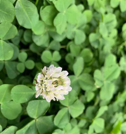 三叶草的花语——寓意吉祥与幸运（探索三叶草花语的深层含义）