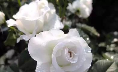 白蔷薇的含义（花语传情，美丽而纯洁）
