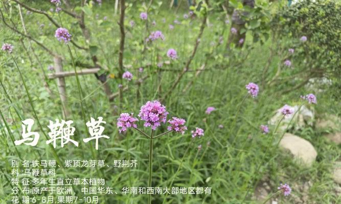 马鞭草花语之美——诠释自由与独立（马鞭草花语、自由、独立）