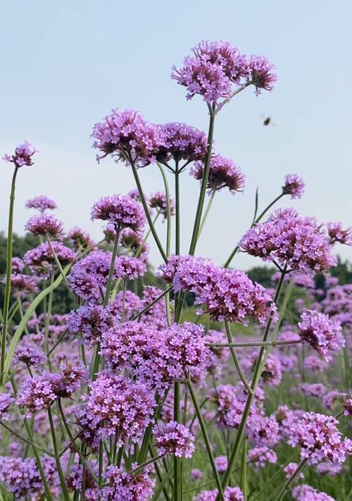 马鞭草花语之美——诠释自由与独立（马鞭草花语、自由、独立）