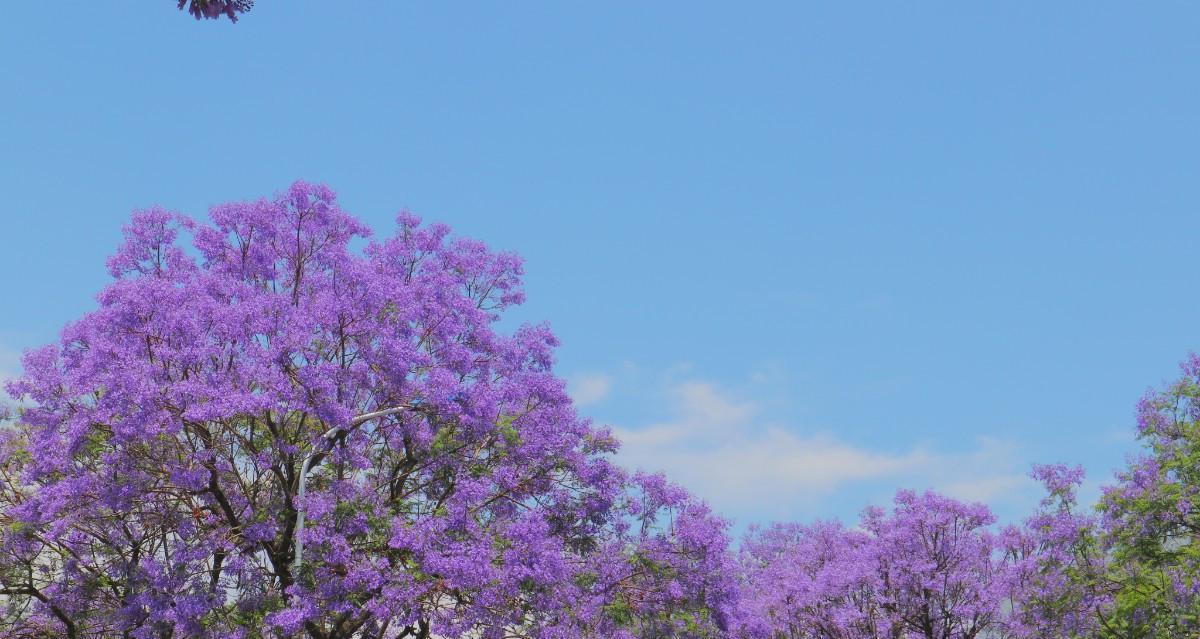 蓝花楹的花语（探寻蓝花楹的象征意义）