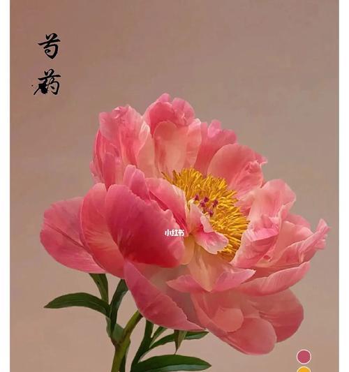 芍药的花语（传递芳香与爱意的美丽之花）