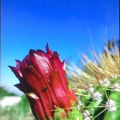 仙人掌花的花语（探寻仙人掌花的神秘心语，祝福与宣言）