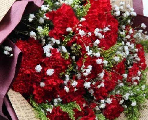 红色康乃馨的花语（热情、爱情、敬意、忠诚的象征）
