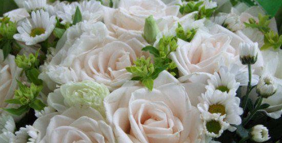 白玫瑰花语与适合赠送的人群剖析（了解白玫瑰的花语，送给这些人更有心意）