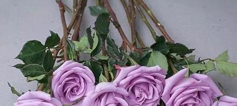 紫色玫瑰的花语和象征（解读紫色玫瑰所蕴含的深刻寓意）