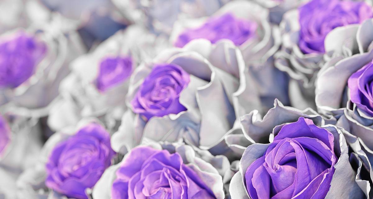 紫色玫瑰花的意义（解读紫色玫瑰的蕴意，知道你所爱）