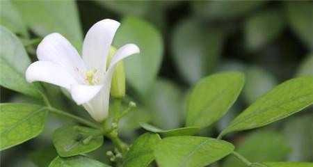 九里香花语与寓意（探寻九里香的花言蜜语，了解它代表的含义）