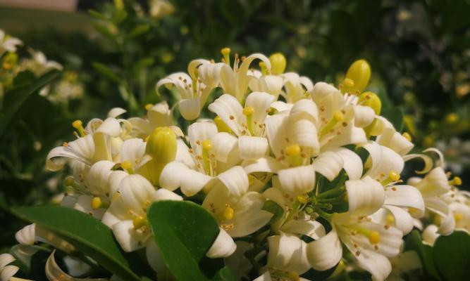 九里香花语与寓意（探寻九里香的花言蜜语，了解它代表的含义）