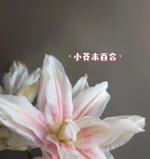 揭秘鲜切花，与你分享浪漫生活之道（看懂鲜切花，浪漫生活从此开始）