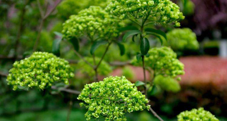 琼花花语浅析（探究琼花背后的寓意）